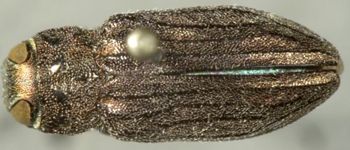 Media type: image;   Entomology 33794 Aspect: habitus dorsal view
